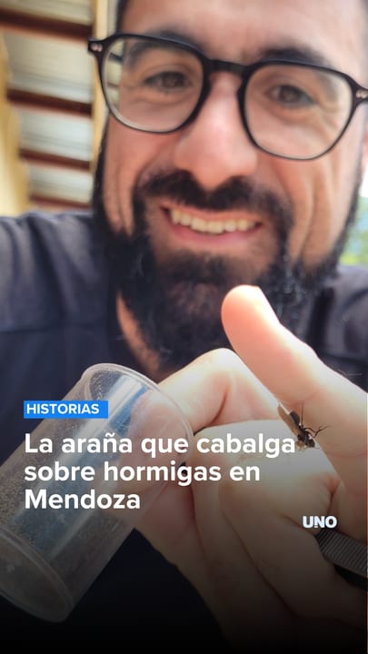La araña que cabalga sobre hormigas en Mendoza