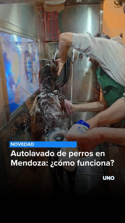 Autolavado de perros en Mendoza: ¿cómo funciona?