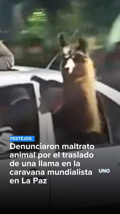 Denunciaron maltrato animal por el traslado de una llama en la caravana mundialista en La Paz