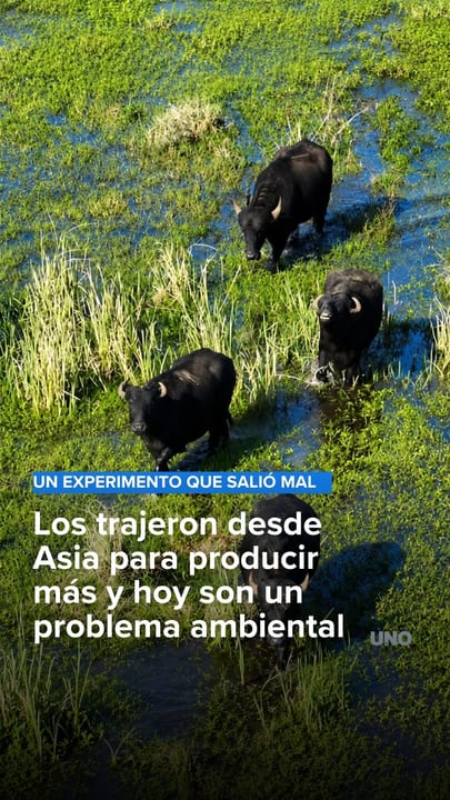 La historia de los búfalos que invadieron parte de América Latina