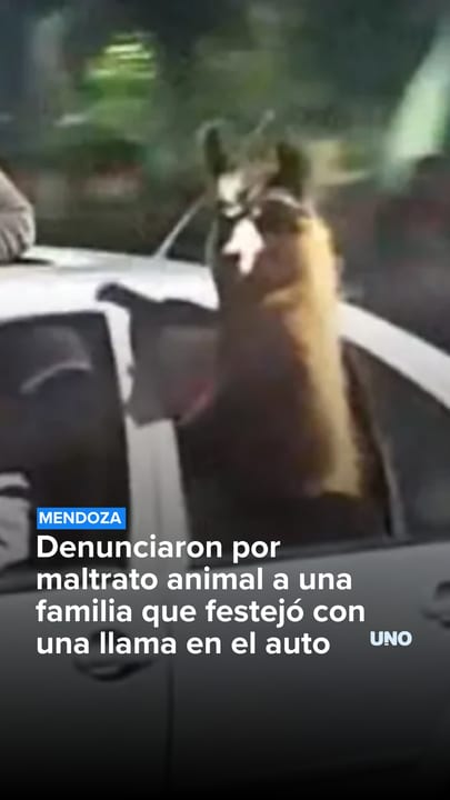 Polémica en La Paz: denunciaron por maltrato animal a una familia que festejó con una llama en el auto