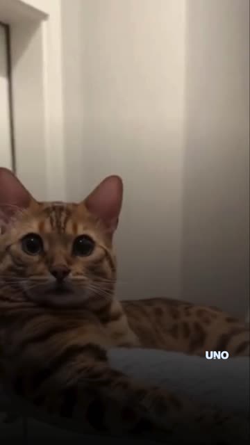 Un gato se emociona al ver por primera vez al hermano gemelo de su dueño fallecido