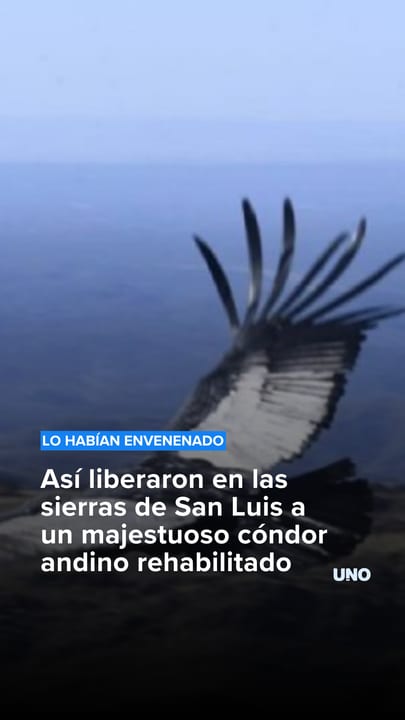 Así liberaron en las sierras de San Luis a un majestuoso cóndor andino rehabilitado