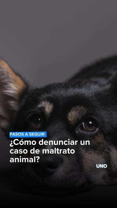 ¿Cómo denunciar un caso de maltrato animal?