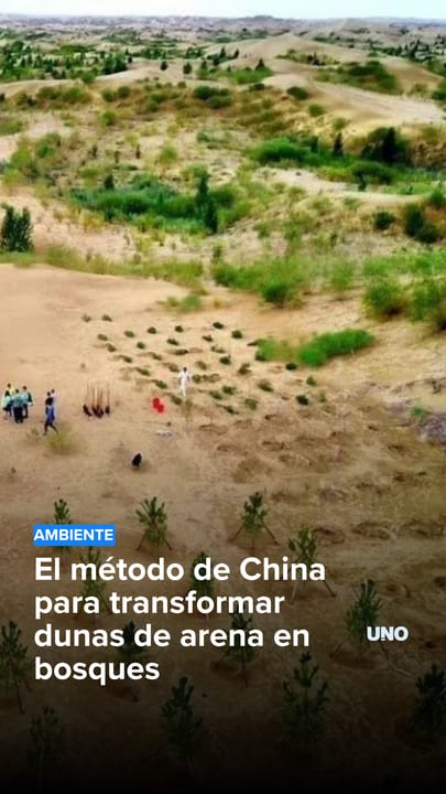 El método de China para transformar dunas de arena en bosques