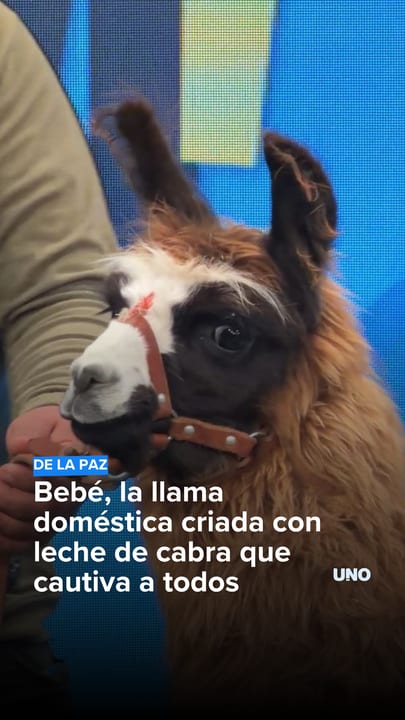 La historia de Bebé: de ser una llama huérfana a transformarse en la estrella mendocina