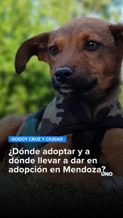 ¿Dónde adoptar y a dónde llevar a dar en adopción en Mendoza?