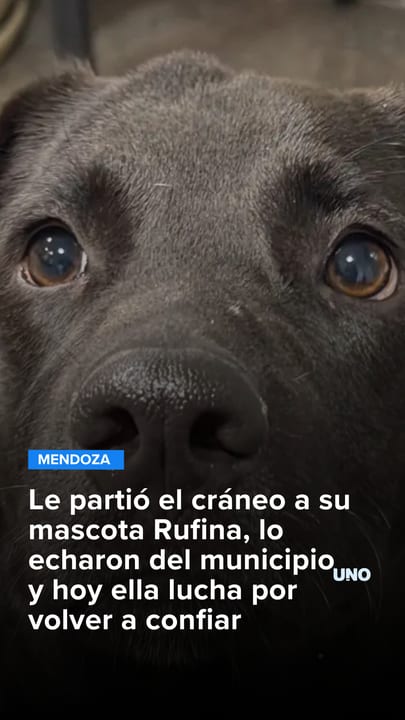Le partió el cráneo a su mascota Rufina, lo echaron del municipio y hoy ella lucha por volver a confiar