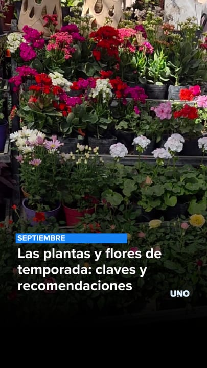 Plantas y flores de temporada: claves y recomendaciones