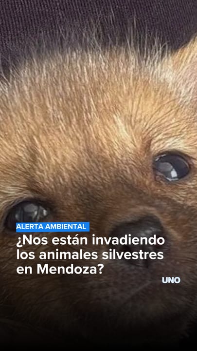 ¿Nos están invadiendo los animales silvestres en Mendoza?
