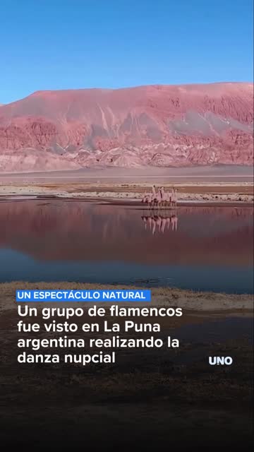 Un grupo de flamencos fue visto en La Puna argentina realizando la danza nupcial