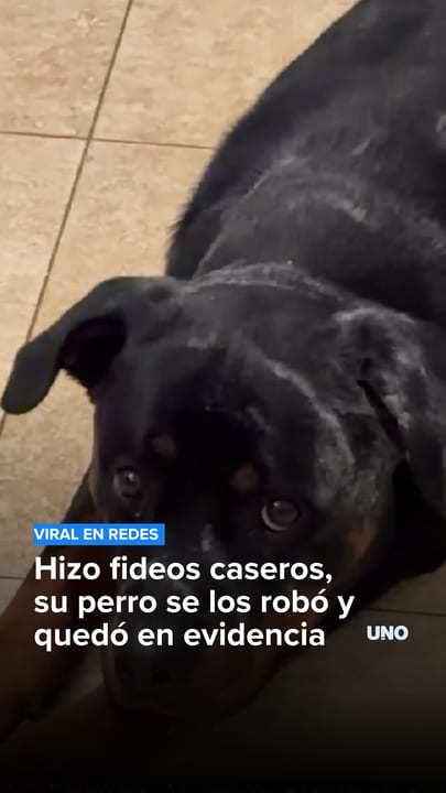 Hizo fideos caseros, su perro se los robó y quedó en evidencia