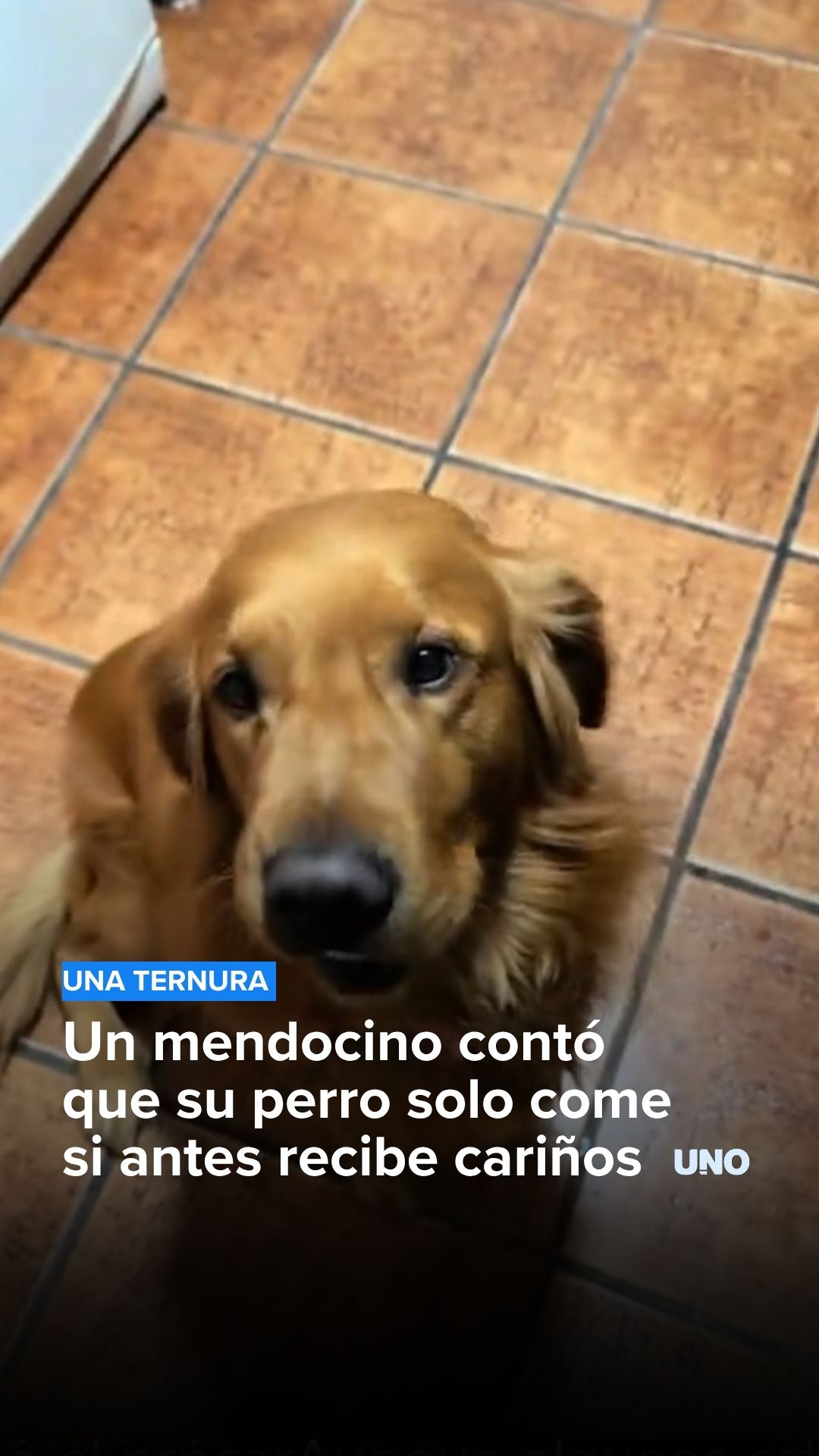 Un mendocino contó que su perro solo come si antes recibe cariños
