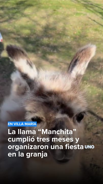 La llama “Manchita” cumplió tres meses y organizaron una fiesta en la granja