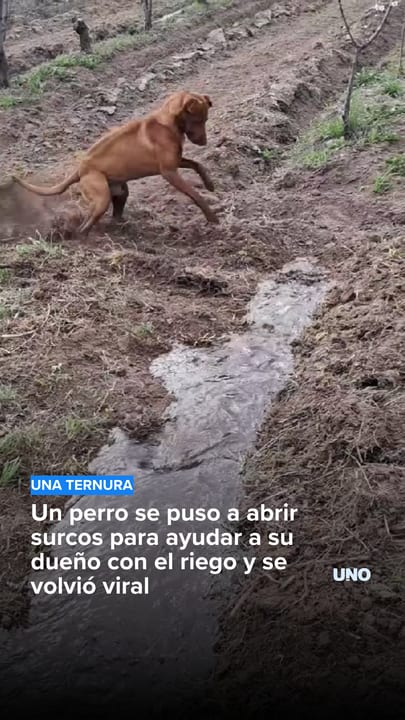 Un perro se puso a abrir surcos para ayudar a su dueño con el riego y se volvió viral