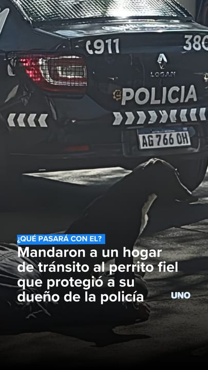 Mandaron a un hogar de tránsito al perrito fiel que protegió a su dueño de la policía