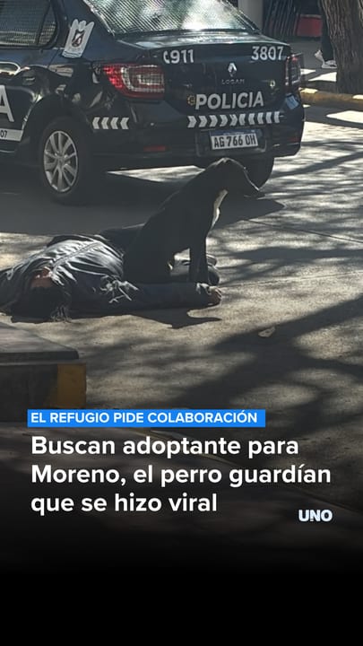 Buscan adoptante para Moreno, el perro guardían que se hizo viral en Mendoza