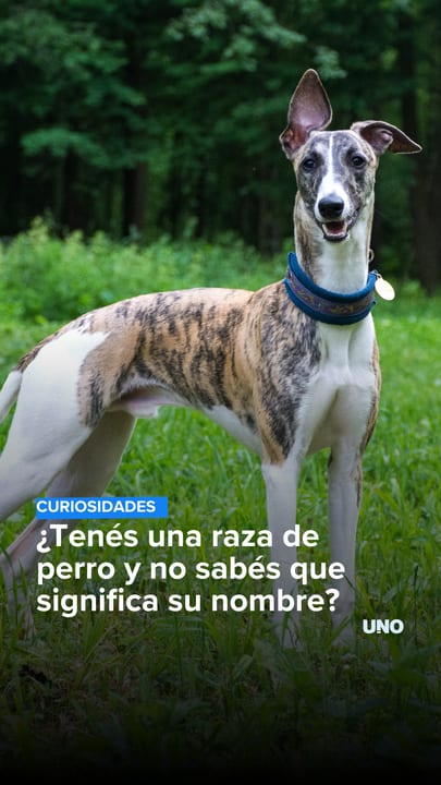 ¿Tenés una raza de perro y no sabés que significa su nombre?